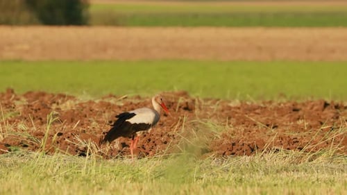 White Stork Ciconia Ciconia Walking In Summer Field Meadow