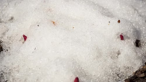 Red Sprouts Emerging From Thawing Snow