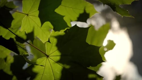 Vertical Close Up View of Lush Green Maple Leaves on Maple Tree Branch in Autumn
