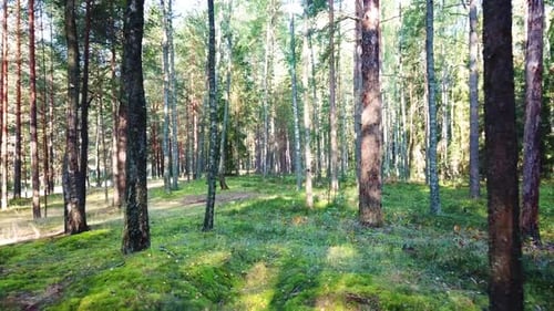 Morgen In Einem Pinienwald