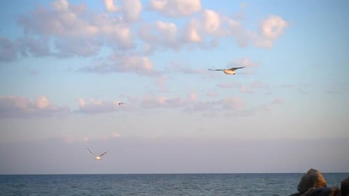 Flight of seagulls over the sea. Slow motion.
