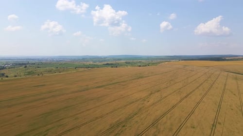 Aerial Landscape View of Yellow Cultivated Agricultural Field with Ripe Wheat on Bright Summer Day