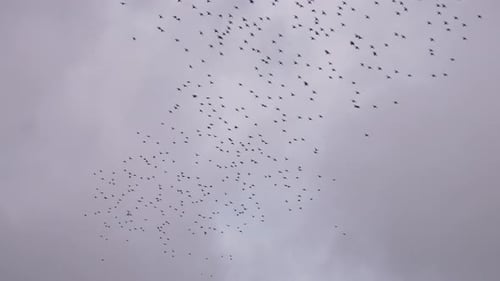 Flock of Birds Flying in the Sky