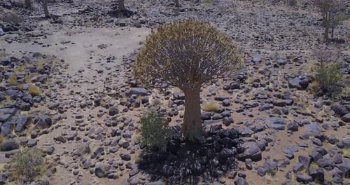 Köcherbäume von Namibia