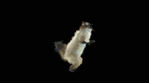 Gato dançando HD
