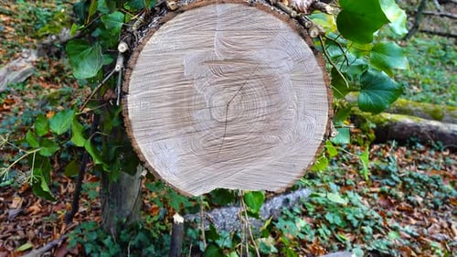 Baumstamm 13
