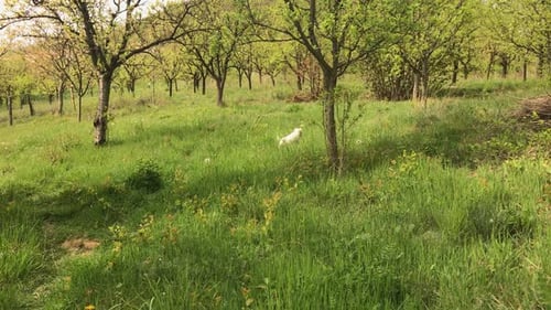 White Dog Runs Through Grassy Field with Trees