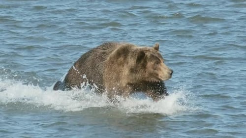 Brown Bear Running Through Water