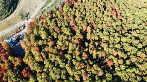 Autumn forest