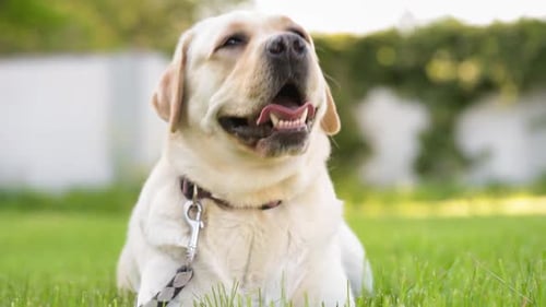Labrador Retriever Dog in Park