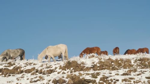 Herd of Wild Horses Pasturing on Top of a Snow Covered Mountain Against Blue Sky