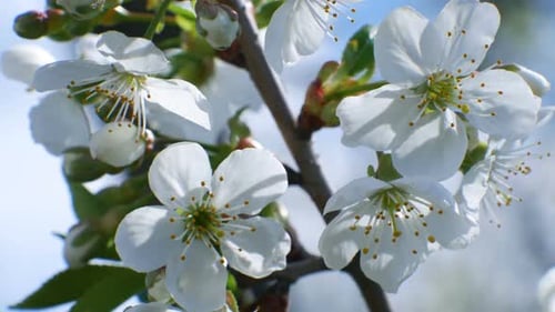Cherry Blossom Tree Branch Flowers Blue Sky Summer Season Beautiful