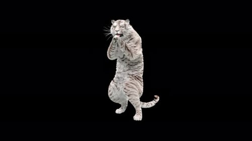 Weißer Tiger 4K