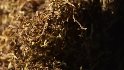 Hebras de tabaco seco