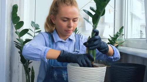Woman Repotting Houseplant Indoors with Black Gloves