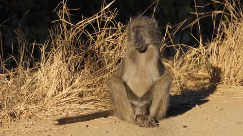Chacma Baboon - Krüger-Nationalpark