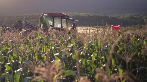 Steadicam following tractor motion through the corn fields with workers picking corn in the backlit