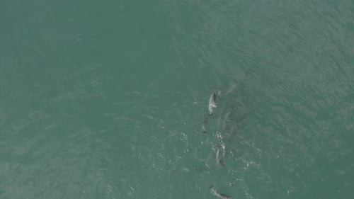 Group of dolphins leisurely swimming in the open sea
