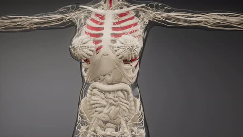 Animated 3D Human Torso Anatomy Model for Medical Science