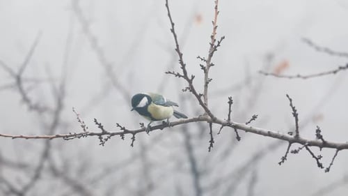 Small Bird Tit on the Tree Branch at City Park