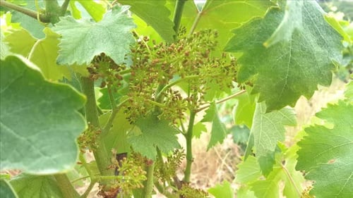Flores de vid y hojas tiernas en un viñedo del sur de Italia