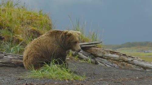 HD Grizzly Bear Sitting on Hill Staring at Landscape