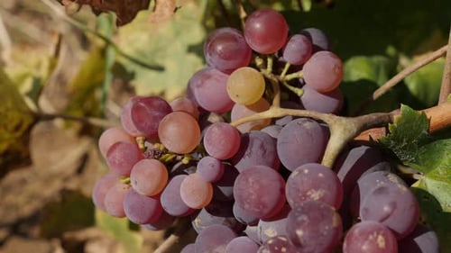 Vidéo 4K en gros plan de raisins violets dans un vignoble