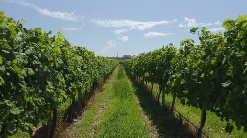Promenade dans les vignobles