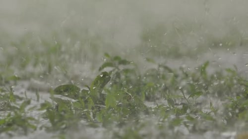 Fallende Regentropfen auf dem Sämling