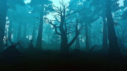 Forest In The Fog