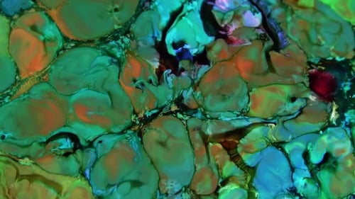 Colorful Abstract Organic Shapes