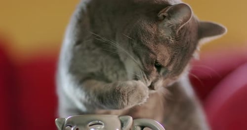 Die
süße graue Katze steckt ihre Pfote in die Tasse und leckt dann das Wasser aus dem Fell. Nahaufnahme