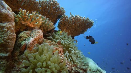 Colorful Fish Swim around Flourishing Coral Reef