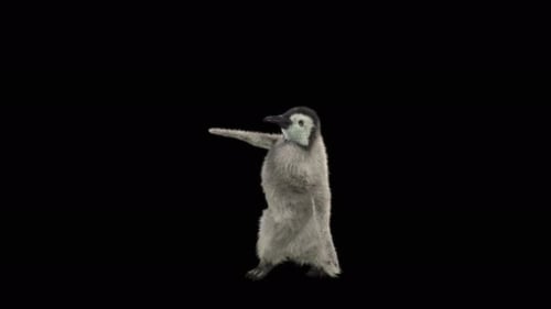 Baile de pingüinos 4K