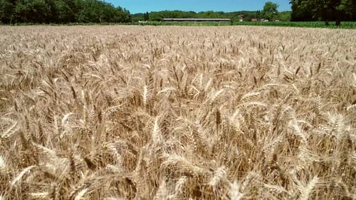 Vast Field of Golden Wheat in Rural Landscape