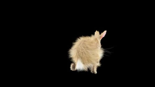 Hase: Tanzen HD