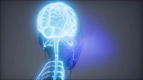 Glowing Human Brain and Nervous System Digital Scan Animation