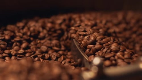 Closeup View of Aromatic Brown Coffee Beans Rotating in Special Cooler After Roasting in Slow Motion