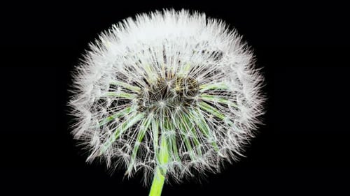 Löwenzahnblüten-Zeitraffer auf schwarzem Hintergrund. Blühender weißer Löwenzahn. Flauschige Blume