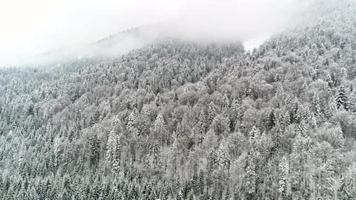 Vol au-dessus de la forêt d'hiver ukrainienne, vue aérienne du dessus