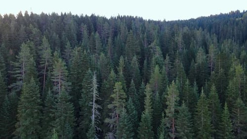 grüner Wald, Kiefern, Drohne fliegt auf den Bäumen, tiefer Wald und wildes Leben