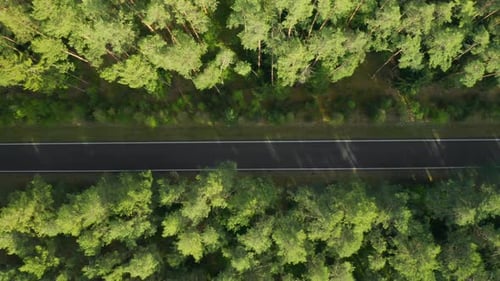 Flight Over the Empty Road in the Green Spruce Forest