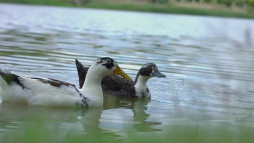 Close-up of ducks swimming in the lake.