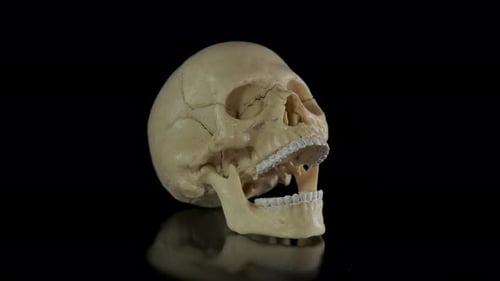 Ein Totenkopf mit offenem Mund