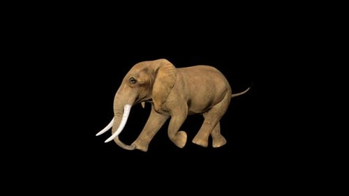 4K Tiny Circus Elephant