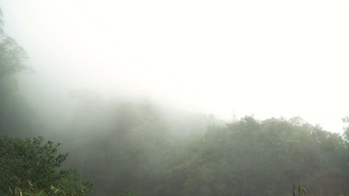 Misty Forest Landscape with Lush Green Trees