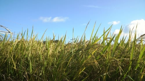 Green Rice Field.