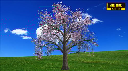 Flowering Tree Growing Animation with Pink Blossoms
