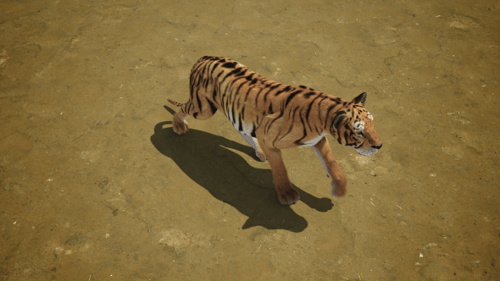 Animated Big Cats Walking Cycles with Alpha Channel