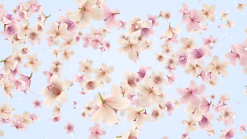 Gentle Falling Pink and White Flower Petals Background